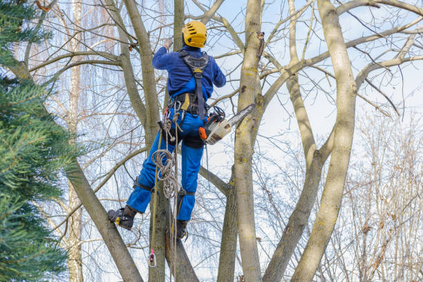 Tree and Shrub Care in Beacon Hill, WA